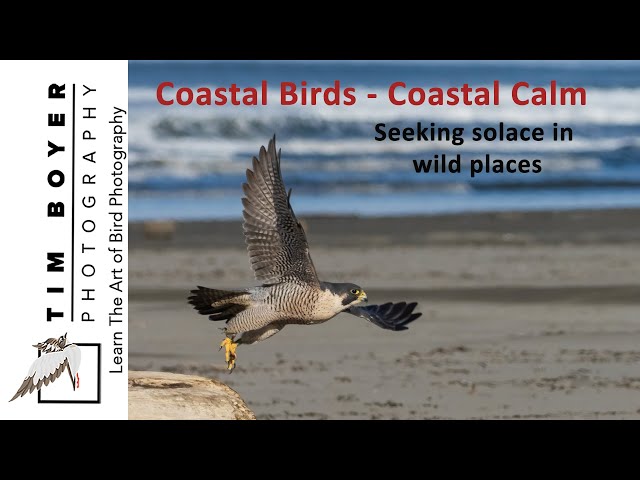 Coastal Birds - Coastal Calm