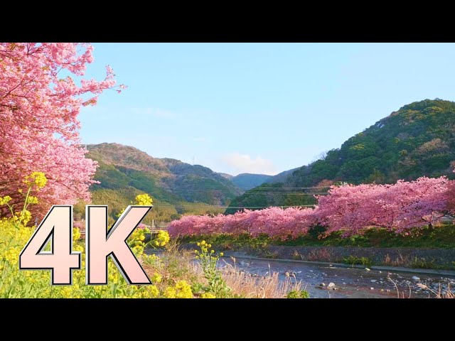4K UHD 2 hours - Kawazu cherry blossoms and the scent of spring / 河津桜と春の訪れ