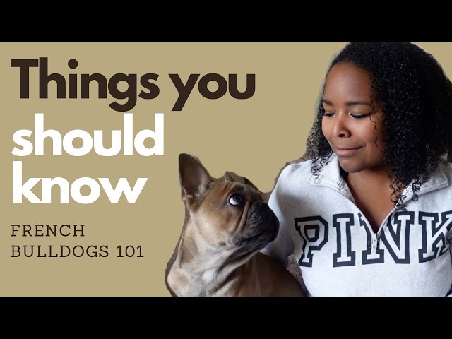 BEFORE YOU OWN A FRENCH BULLDOG | WHAT YOU NEED TO KNOW