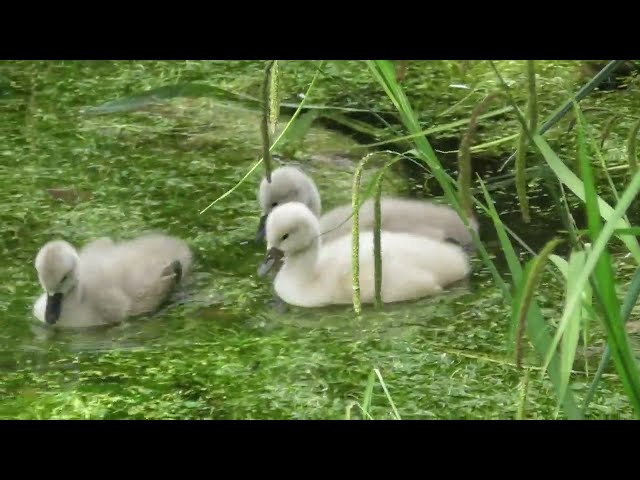 Mute swan family ; Höckerschwan Familie ; Familia de lebădă mută