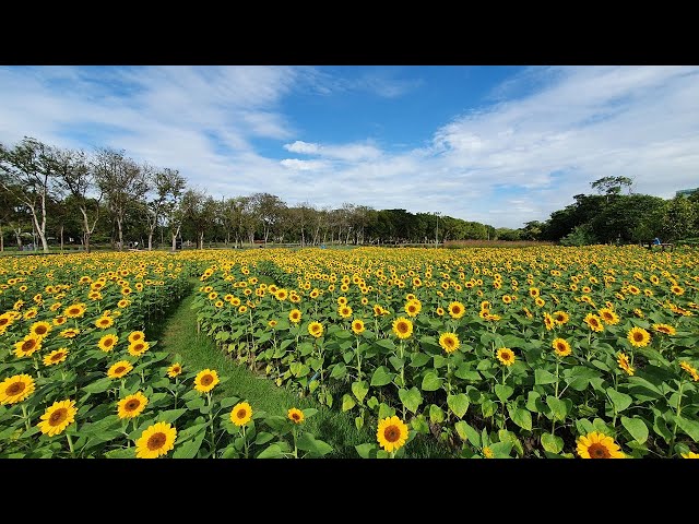 [4K] Walking around Sunflower Field in Bangkok with Nature Sounds
