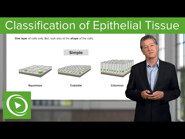 Classification of Epithelial Tissue  – Histology | Lecturio