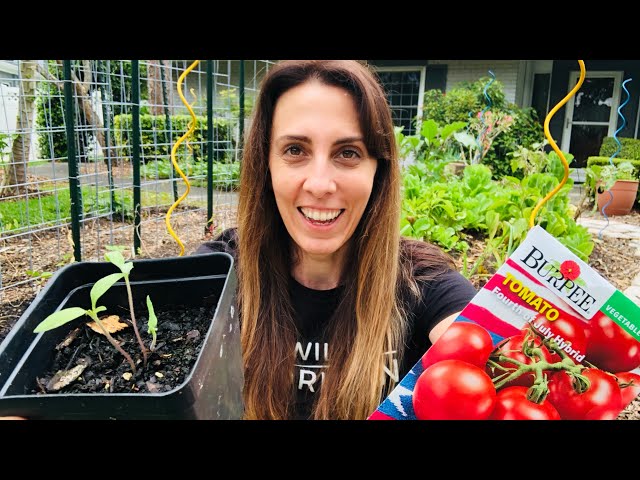 Step by Step: How to Grow Tomatoes from Seed? | How to Grow Tomatoes at Home