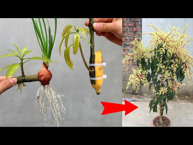 SUMMARY OF SUPER QUICK TECHNIQUES for simply propagating mango trees using onions and green bananas