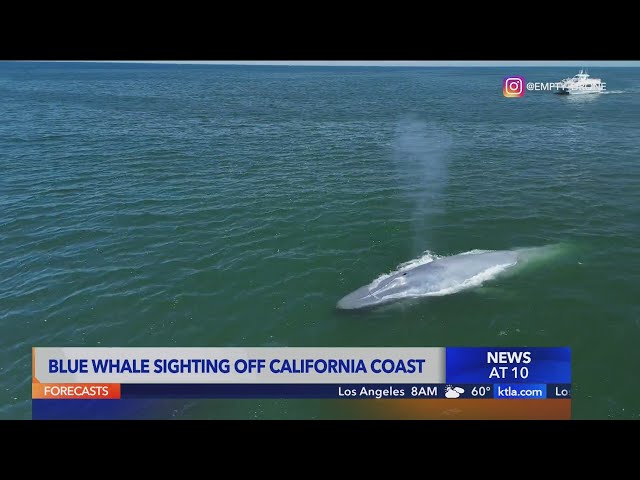 Rare blue whale spotted off Southern California coast