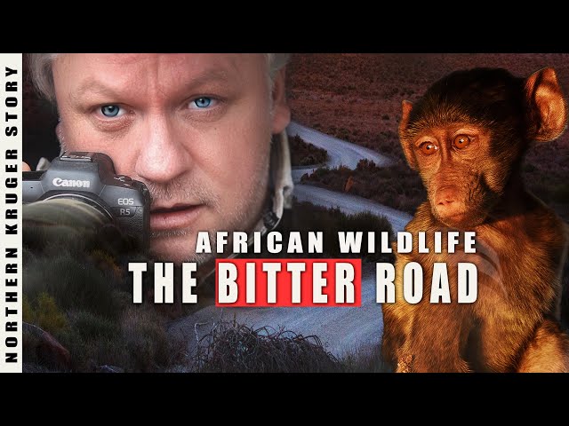 THE BITTER ROAD | AFRICAN WILDLIFE PHOTOGRAPHY