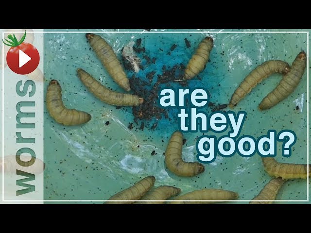 Wax Worms Destroy Beeswax, BUT What if...