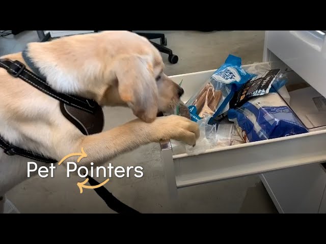 The Office Animal | Pet Pointers