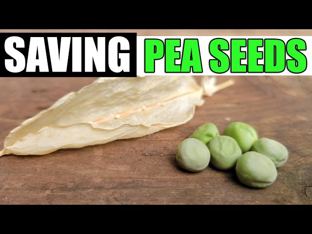 Saving Pea Seeds Made Easy!
