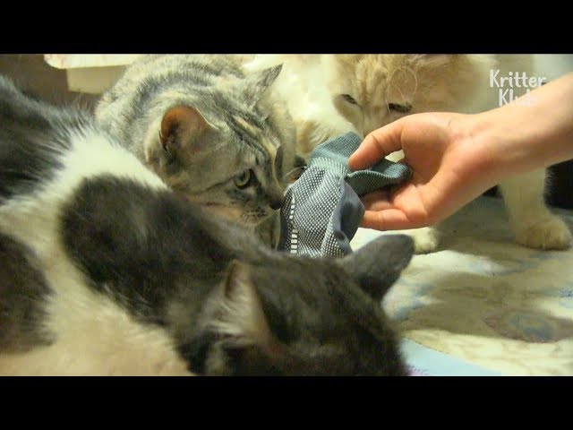 Cat Is Hoarding Laundry? | Kritter Klub