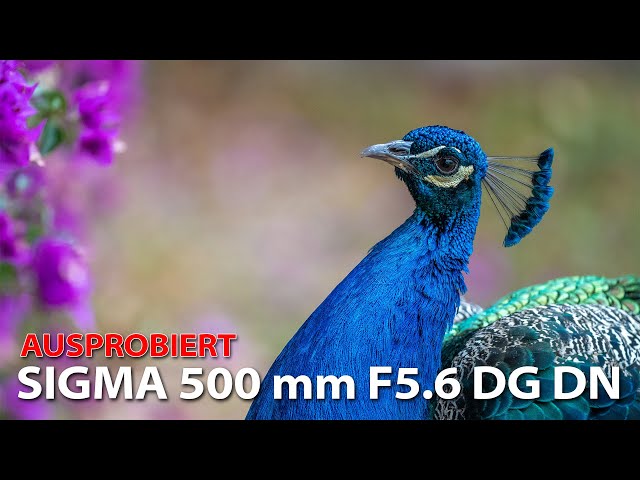 Ausprobiert: SIGMA 500mm F5.6 DG DN OS | Sports
