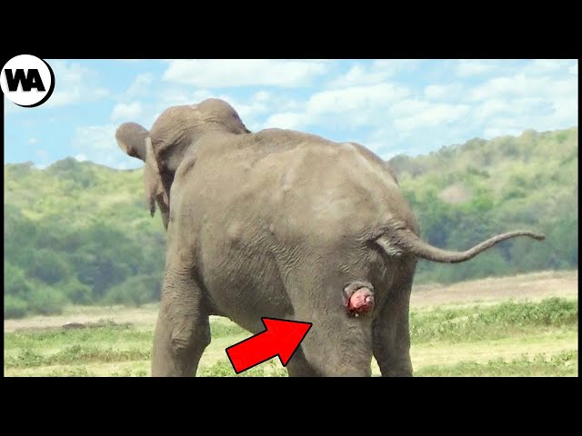That's Why Elephants Stand Still Until They Die