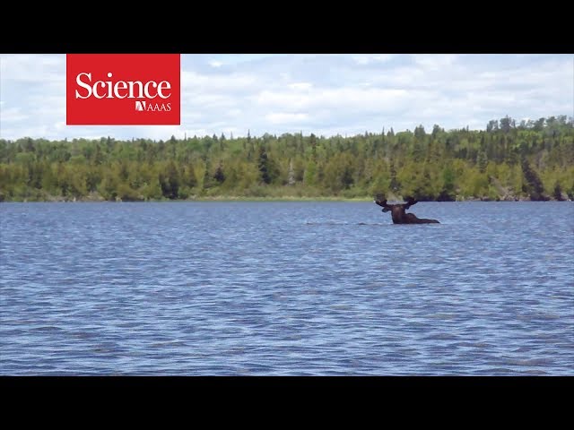 Snippet: Moose eating underwater