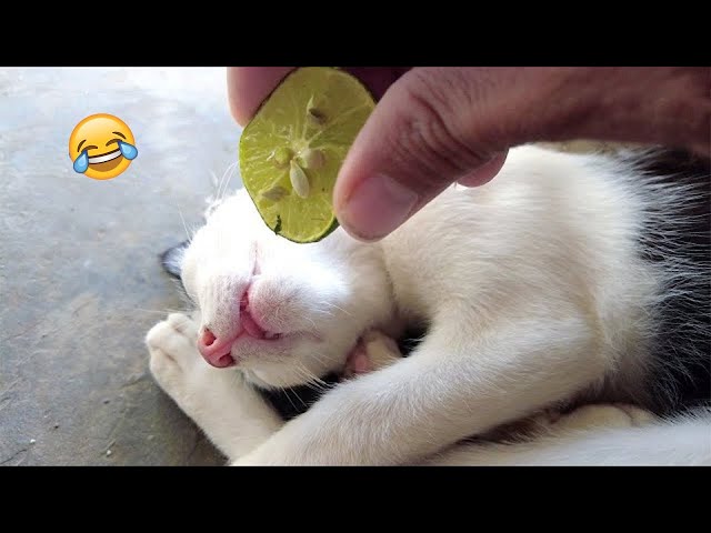 Funniest Cat And Dog Video 2024 😹🐶- Try Not To Laugh #4