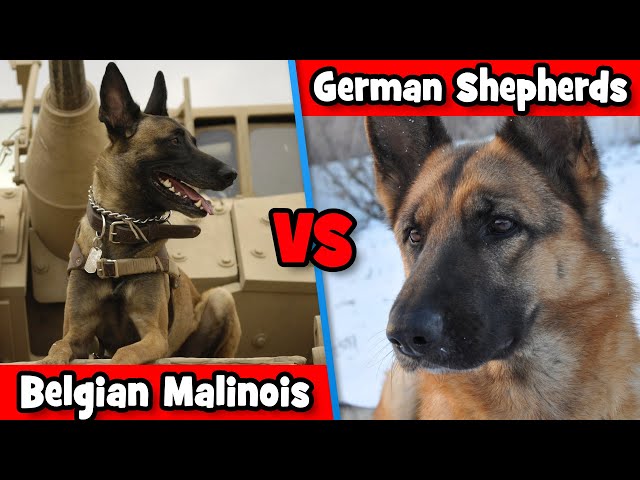 German Shepherds Vs Belgian Malinois: Which Dog Breed Is The BEST? | DoggOwner
