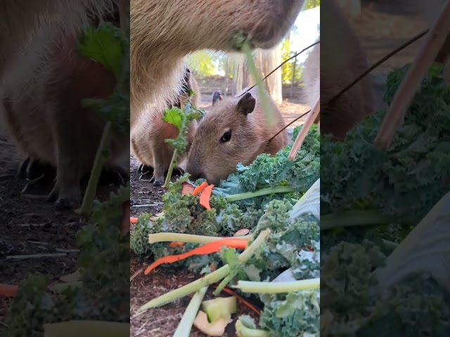 Capybaras Crunching on Cabbage  #animals #capybara #sandiegozoo #cute #babyanimals