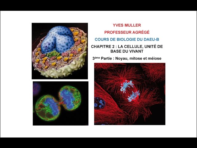 Chapitre 2 –  3ème Partie : Noyau, mitose et méiose - Cours de Biologie du DAEU-B