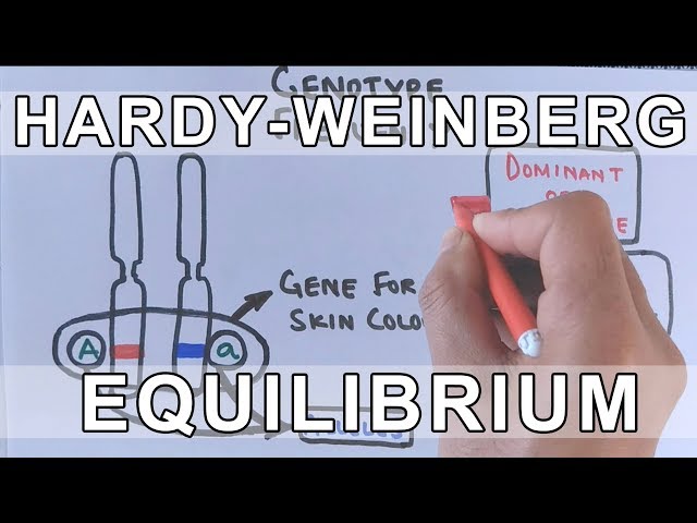 Hardy-Weinberg Principle | Conditions for Hardy-Weinberg Equilibrium