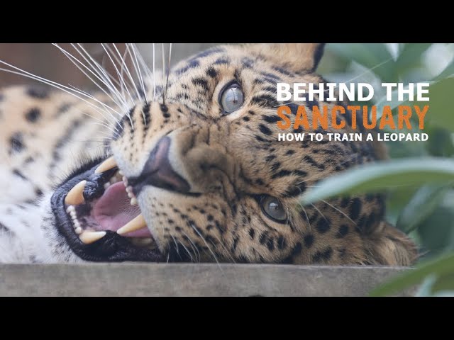 Behind The Sanctuary | How to Train a Leopard Part 1