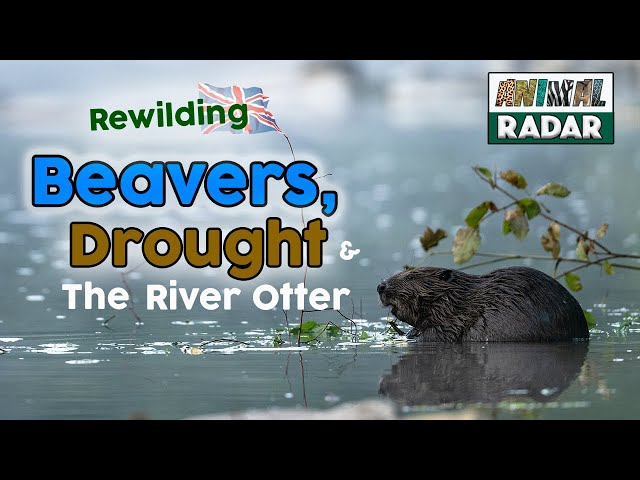 Beavers, Drought & The River Otter in Devon 🌱 Rewilding Britain