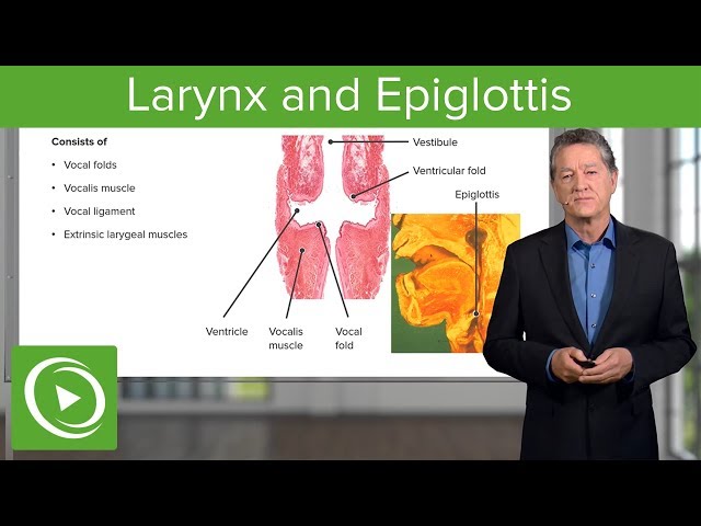 Larynx and Epiglottis – Respiratory Histology | Lecturio