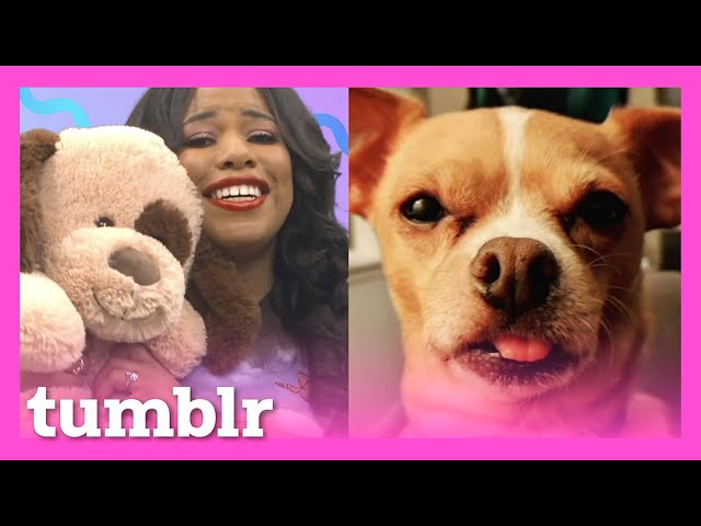 Dogs | 2 Tumblrs and a Lie