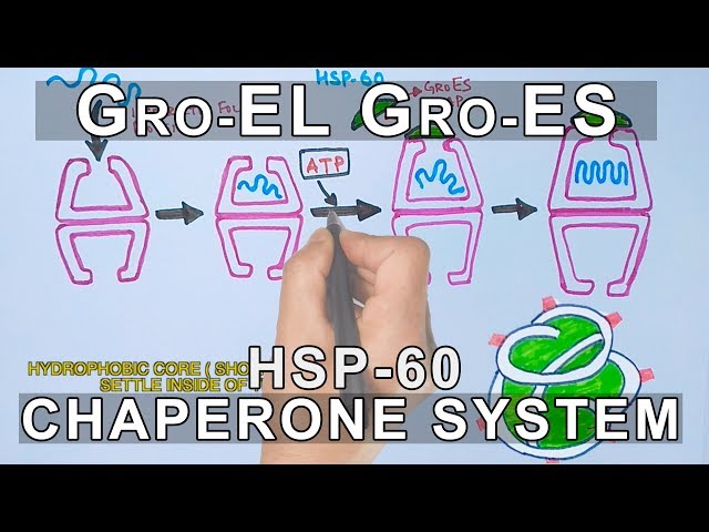 Mechanism of Chaperone Assisted Folding | Gro EL-ES System
