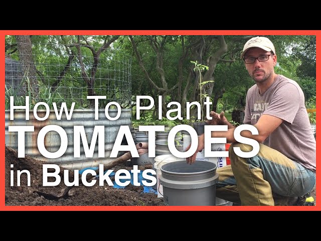 How To Plant Tomatoes in Buckets