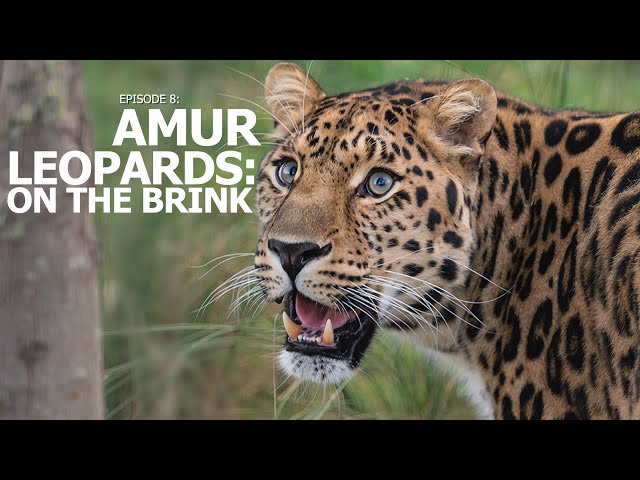 A Perfect Day | Ep 8: "Amur Leopards; On The Brink"