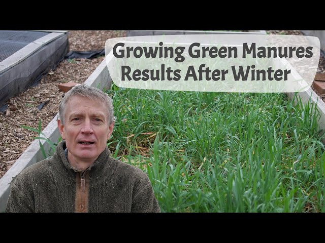 Growing Green Manures - Part 4, The Results Of Growing Five Types At The End Of Winter