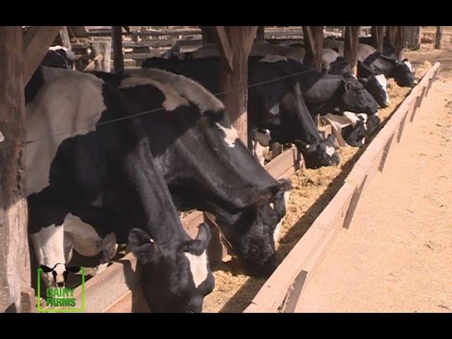 How to Start Dairy Farming and Make It a profitable venture – Embori part 1