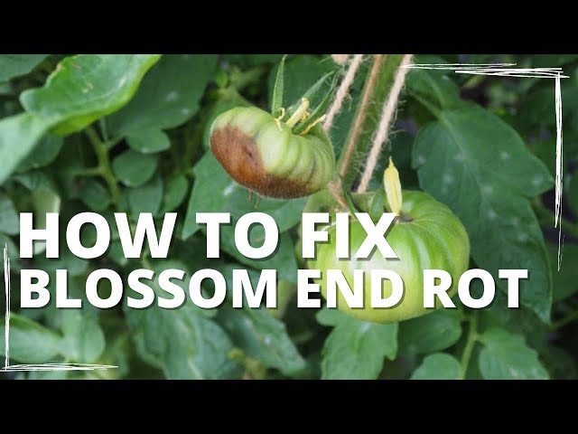 Blossom End Rot - How To Fix It!