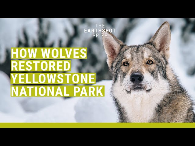 How reintroducing wolves saved this ecosystem | The Earthshot Prize