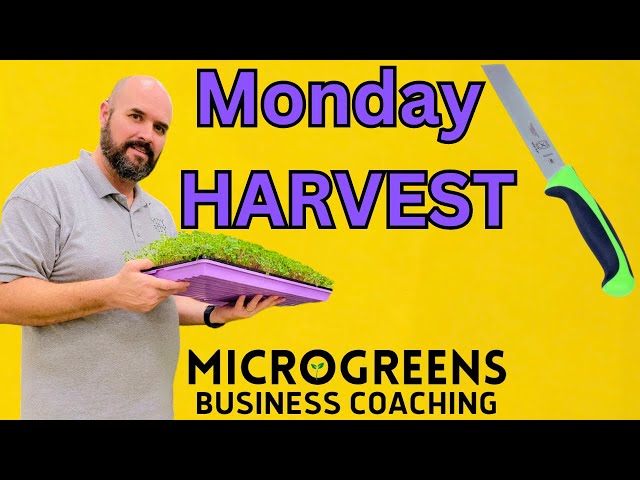 Monday Microgreens Harvesting LIVE