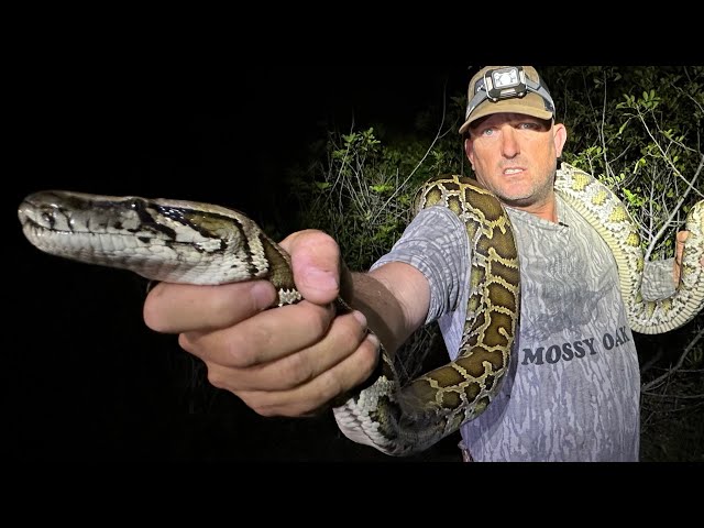 Pythons are taking over Florida! {Catch Clean Cook} ft. Python Cowboy