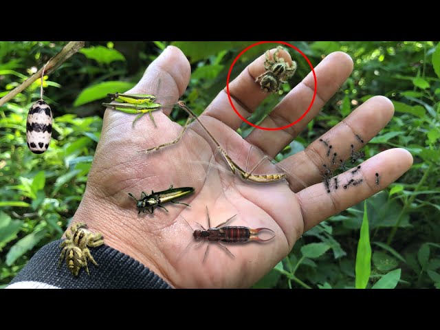 try a giant jump spider bite‼️catch long neck praying mantis, grashopper, earwings, jewel beetle
