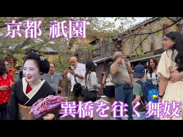 2024年4月15日 京都祇園 外国人観光客が多くて巽橋を通れない舞妓さん Maiko in Gion, Kyoto 【4K】