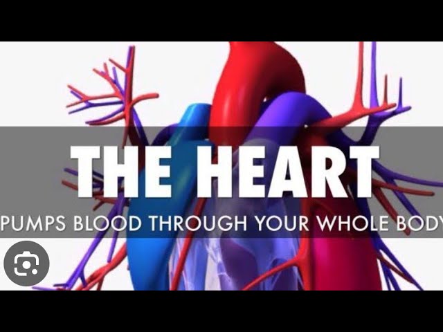 The structure of HUMAN HEART  made EXTREAMLY easy