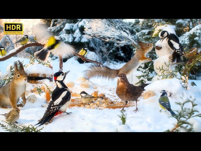 Forest Friends in Winter Wonderland 🐿️ Cat TV for Cats to Watch😻 🕊️ 10 hours 4K (HDR)