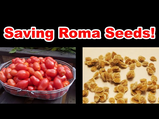 Saving Roma Tomato Seeds For Next Year