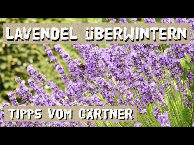 Lavendel erfolgreich überwintern - Tipps vom Gärtner