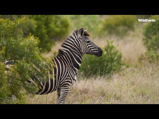 Sights and Sounds of Africam - 28 May 2024