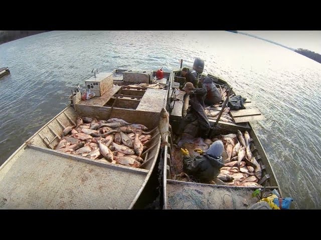 Carp Madness - Commercial Fishing Tournament