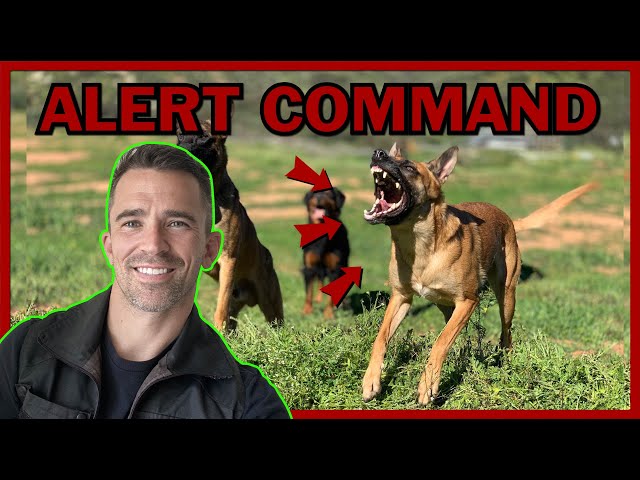 How to Train Your Dog to Alert on Command.