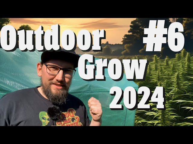 Outdoor Grow 2024: Erster Blick ins Gewächshaus, Pflanzenupdate und warum ich Saatgut mache | EP 6