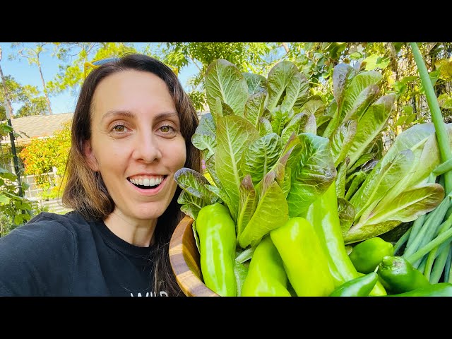 November Vegetables: What to Grow in Your Florida Garden?
