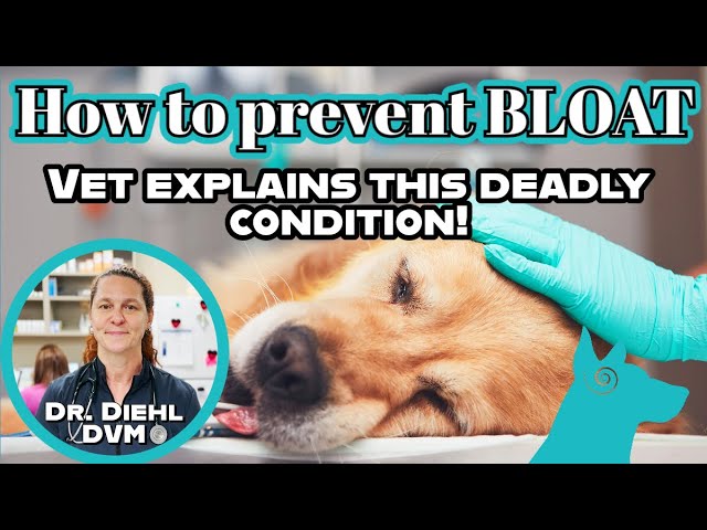 How to prevent BLOAT in dogs! 🐕 Vet explains!