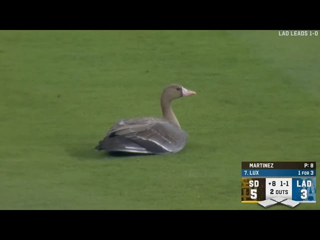 ANIMALS AT THE BALLPARK! Great animal moments but they get INCREDIBLY MORE AWESOME!