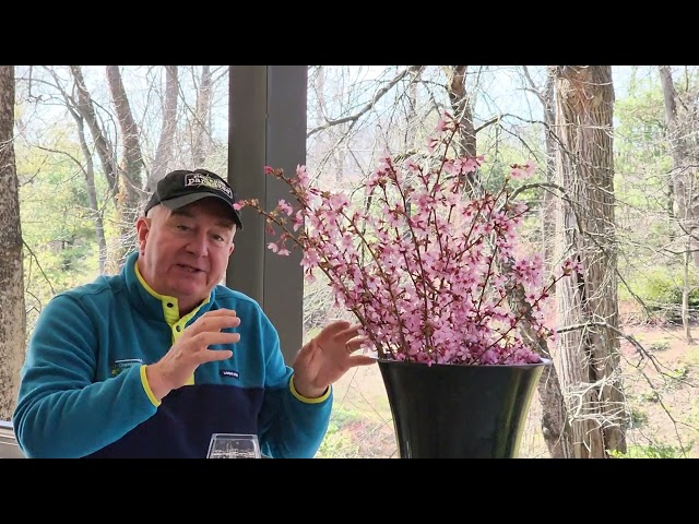 How To Brighten Your Home With Early Flowering Cherries - David's Easy Tips & Suggestions😉👍💚