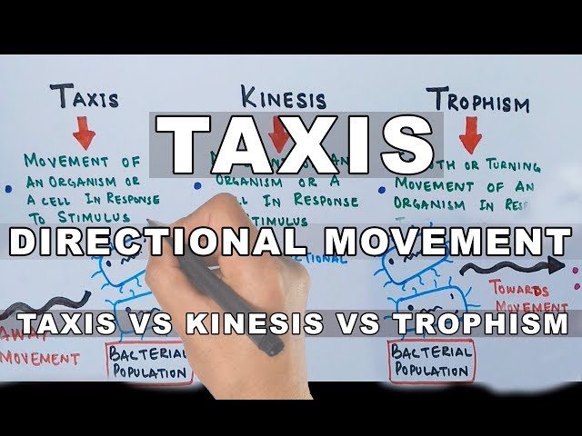 Taxis | Directional Movement In Organisms